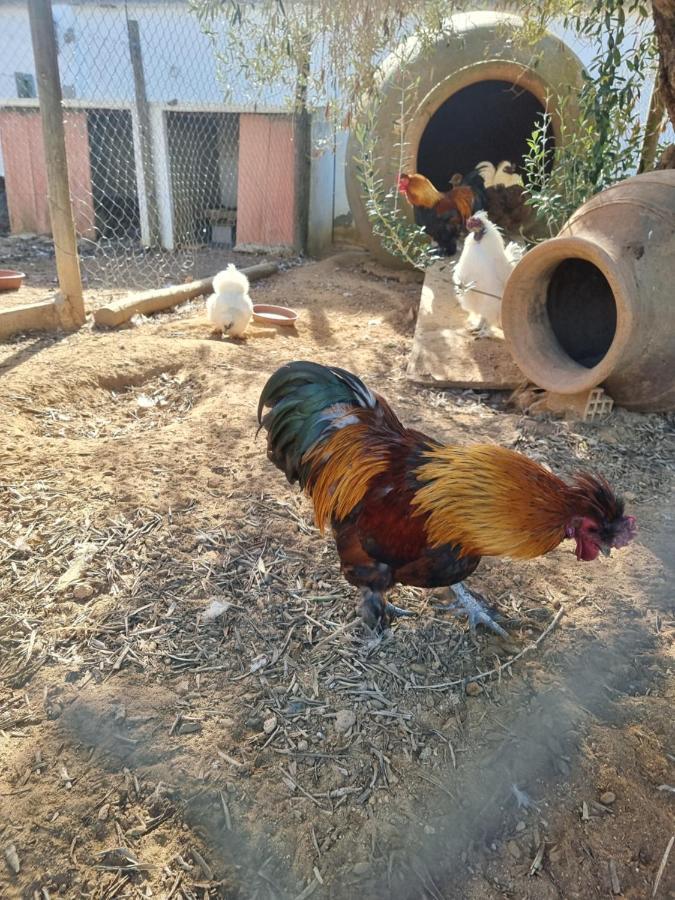 Finca Rural La Canera 16 Huespedes Sewilla Zewnętrze zdjęcie